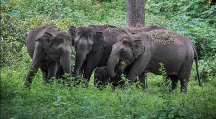 3 elephants killed after getting hit by goods train in Odisha