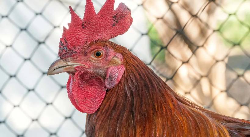 action against kasargod chicken center