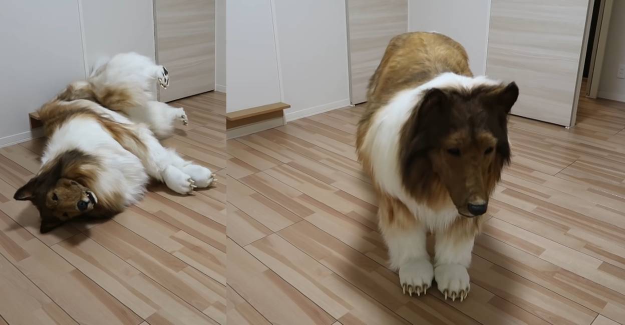man spends 12 lakh to become a dog