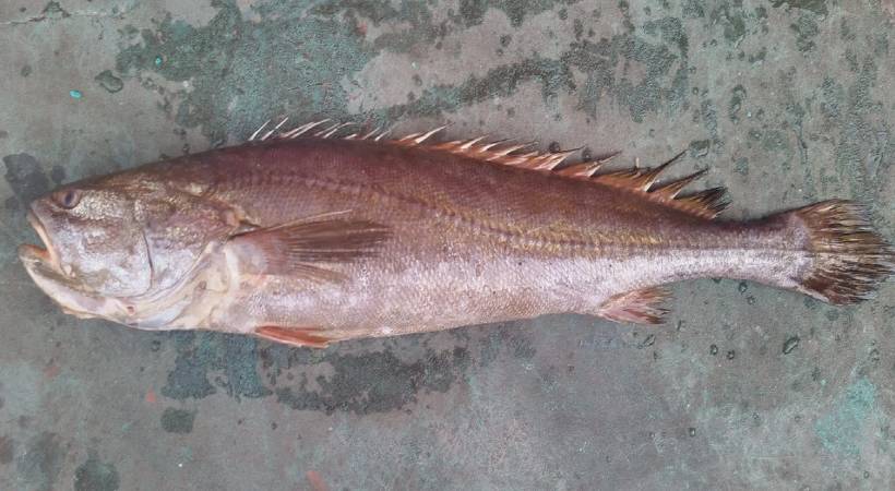 padathakora
