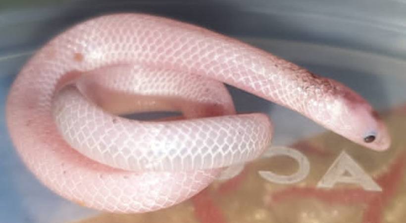 snake