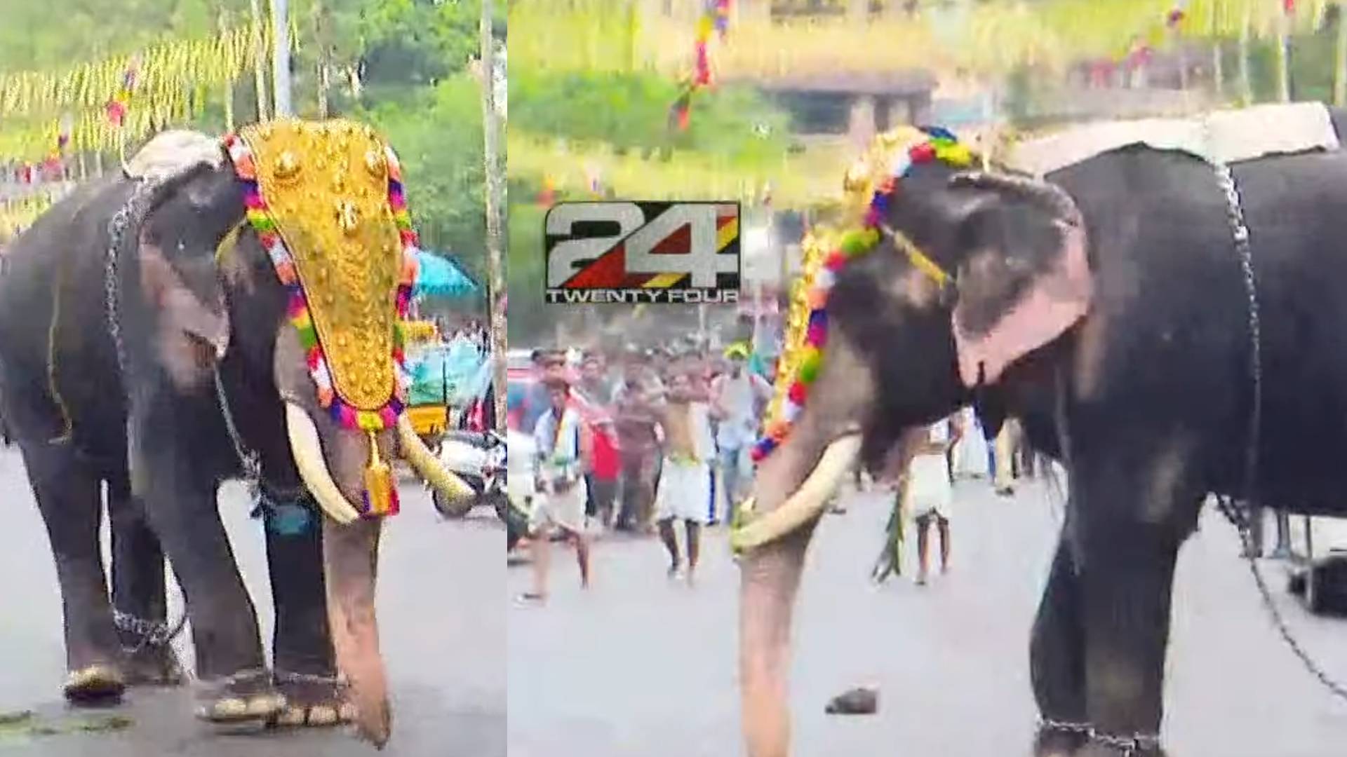 thrissur pooram angry elephant