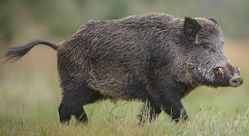 wild bore
