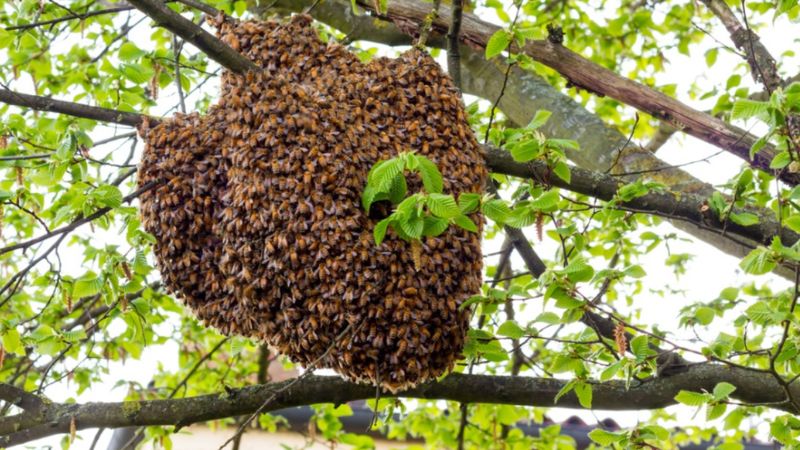 man died in honey bee attack telangana