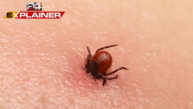 what is scrub typhus?