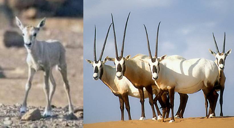 arabian oryx