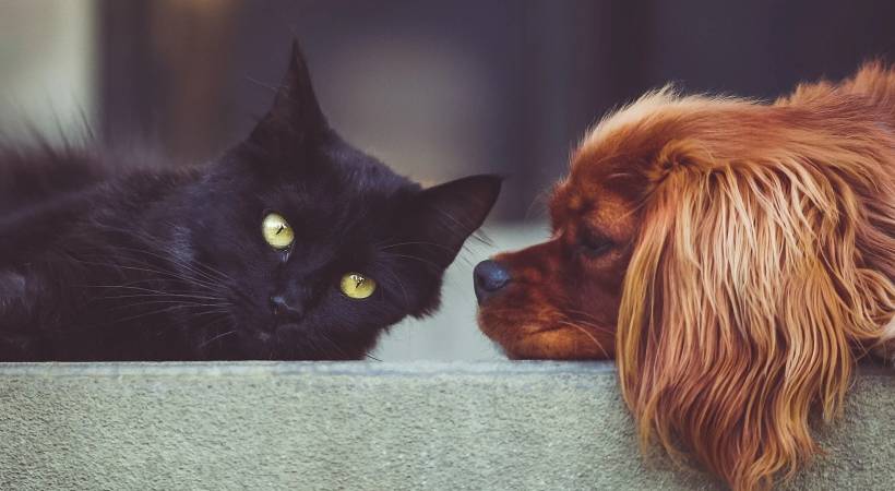 cat owner fined for assaulting dog owner
