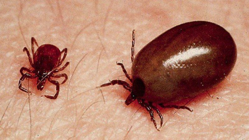 one more death due to scrub typhus thiruvananthapuram