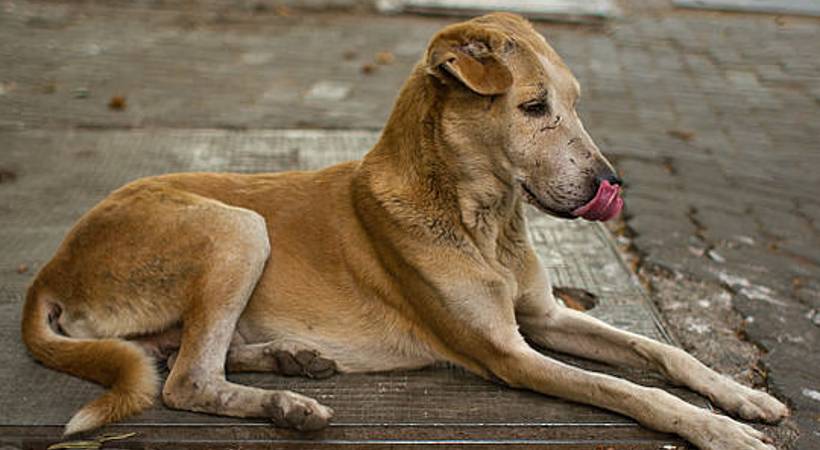dog