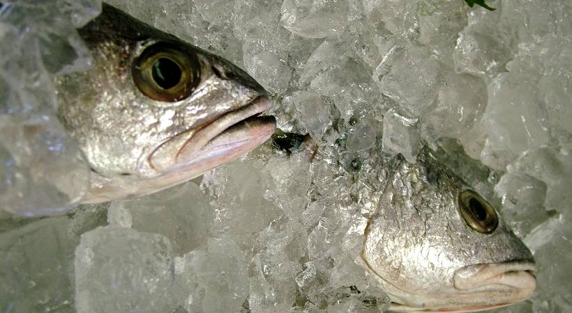 kollam 10750 kg stale fish seized
