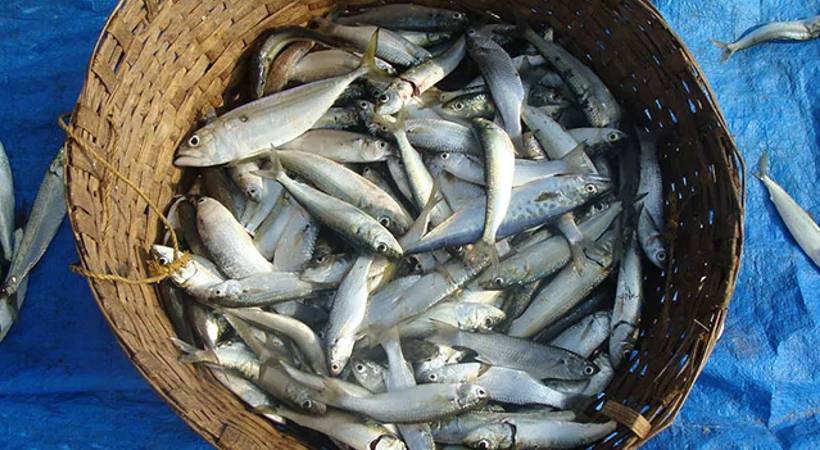 lakshadweep bans fish sale