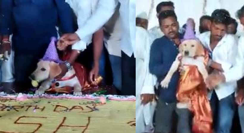 man cuts 100kg cake for dog birthday