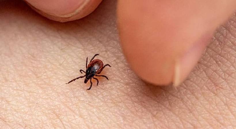 scrub typhus chellu pani kerala high alert