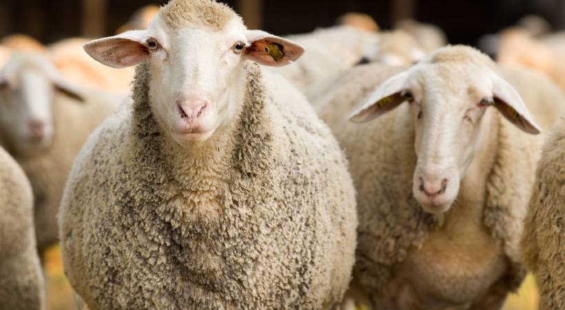 ship with sheep sank