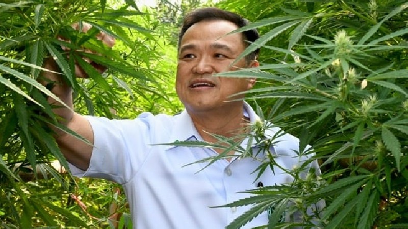 Thailand Anutin Charnvirakul legalize weed
