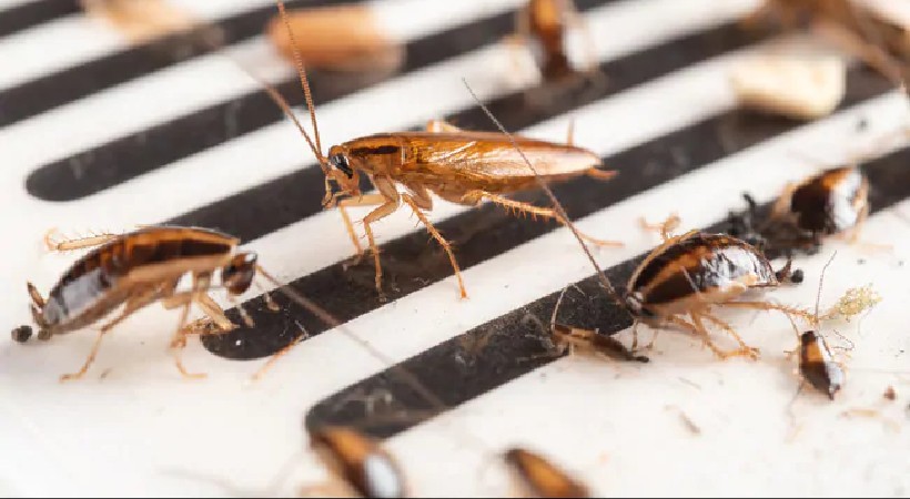 Hundreds cockroaches released court