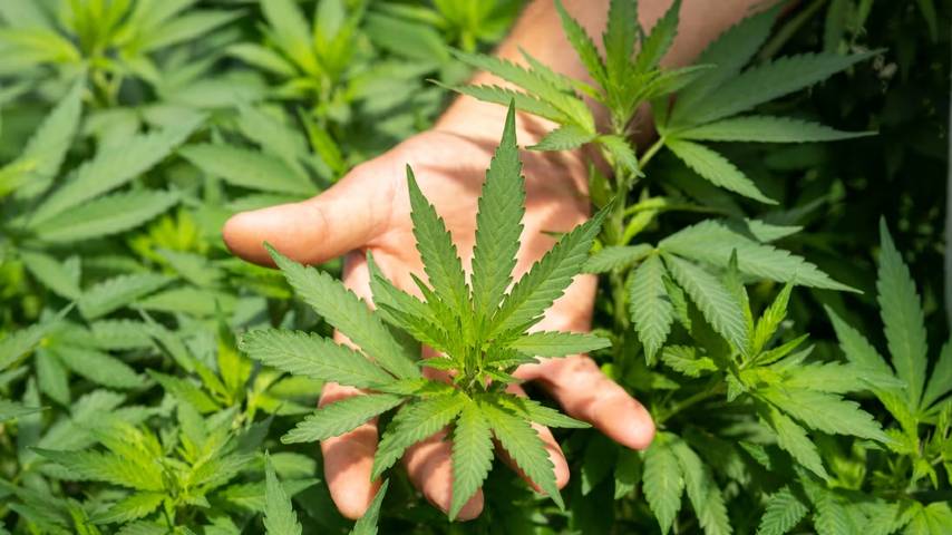 Cannabis reaches Kerala through Odisha; 24 series of investigations