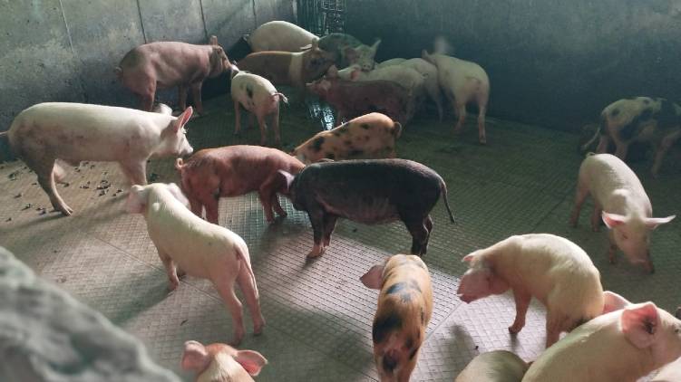 African swine fever in Wayanad