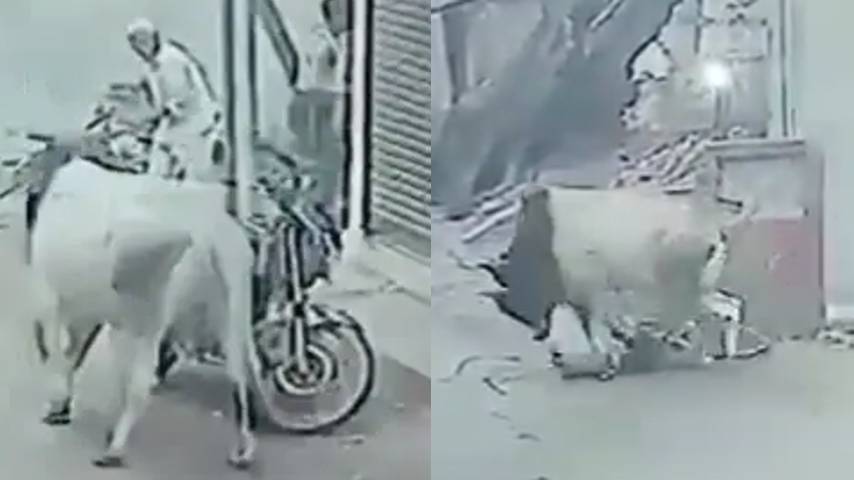 bull killed the old man; The incident took place in Prayagraj, Uttar Pradesh