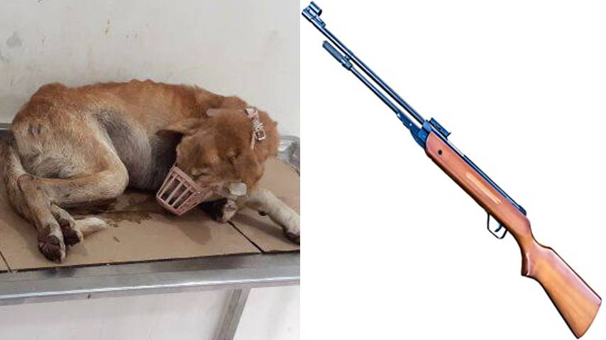 Three bullets in the dog's body; Finally succumbed to death