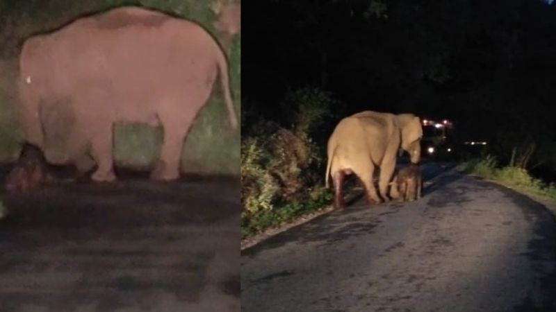 wild elephant gave birth to child on road