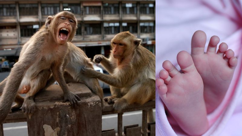 monkeys snatch infant from father throw down