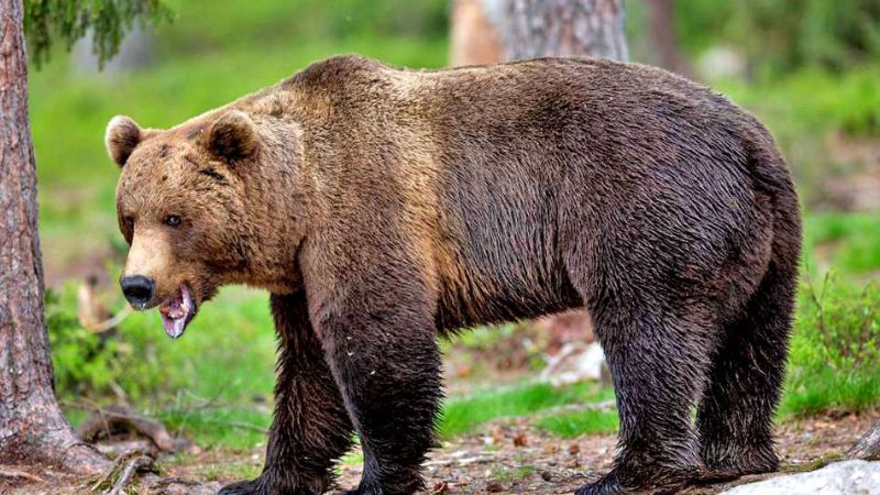 three killed in odisha by wild bear attack