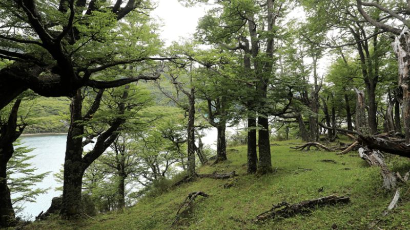 govt to amend forest protection act
