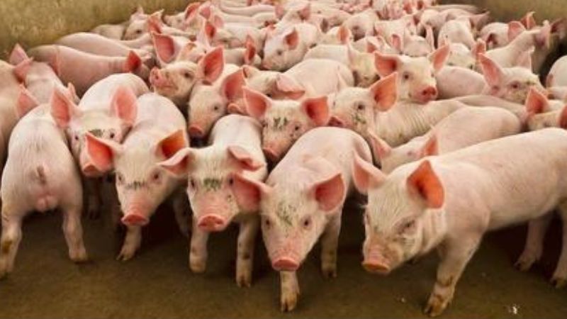 killing pigs african swine fever wayanad