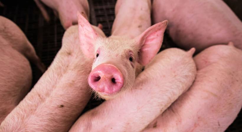 african swine flu reported in kerala