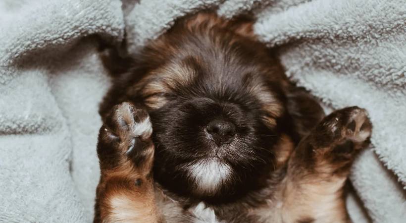 companies offering pawternity leave