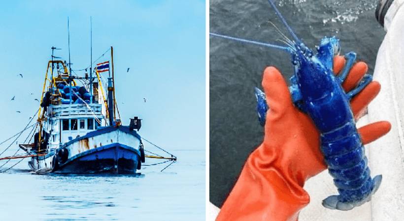 fishermen gets blue lobster