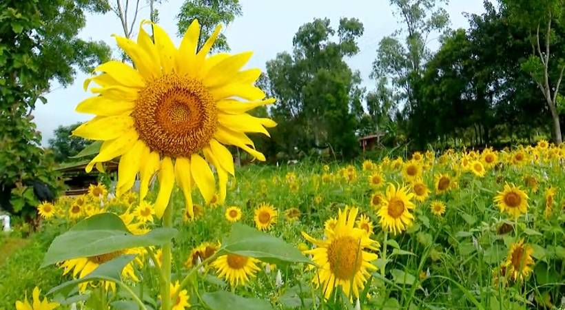 Sunflower blooming season in Gundalpet