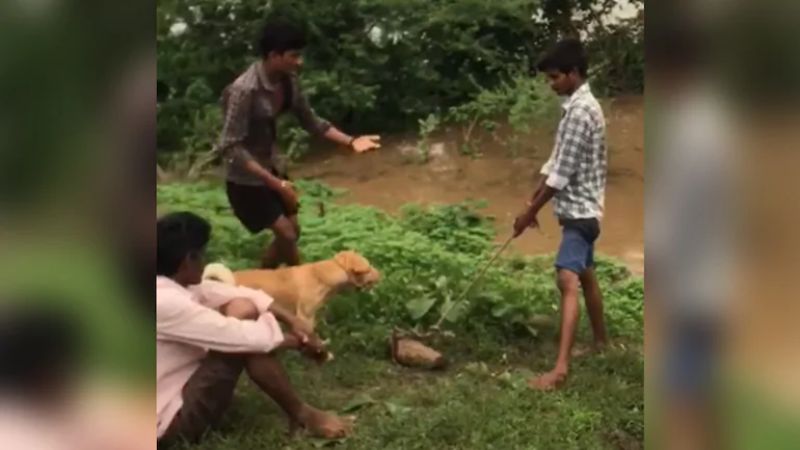 dog tied to rock and thrown into water