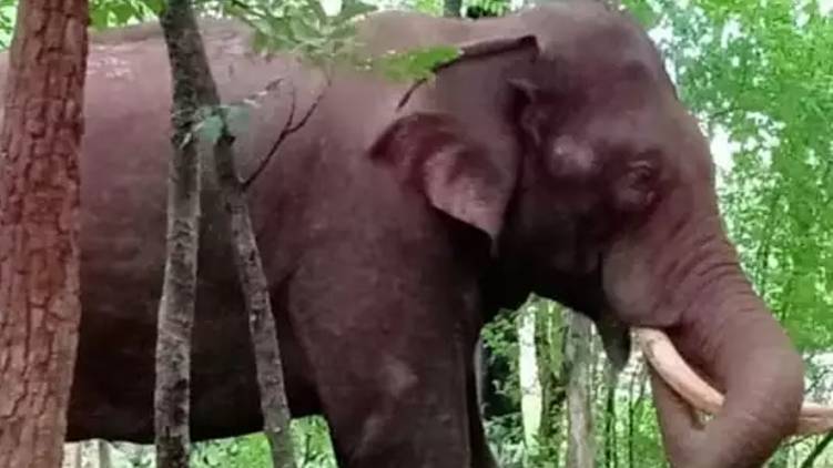 kumki elephant drive off wild elephant