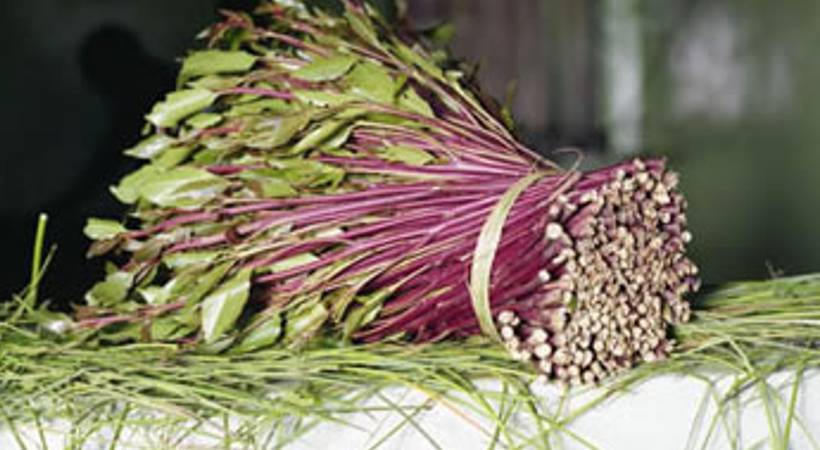kenya restart khat export