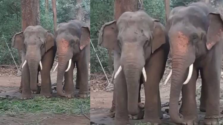 kumki elephant became friendly with wild elephant