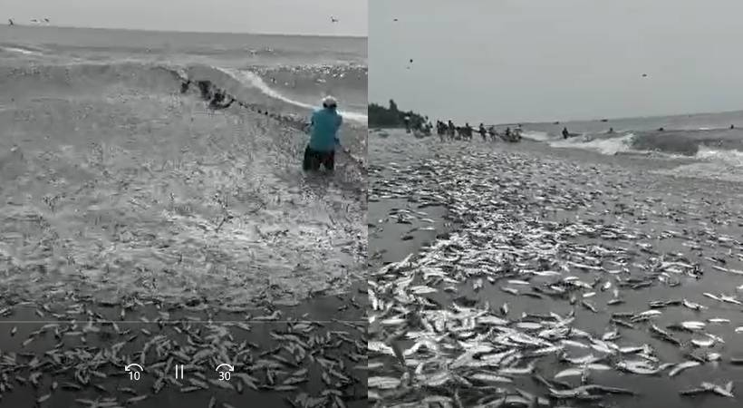 large shoal of sardine tirur