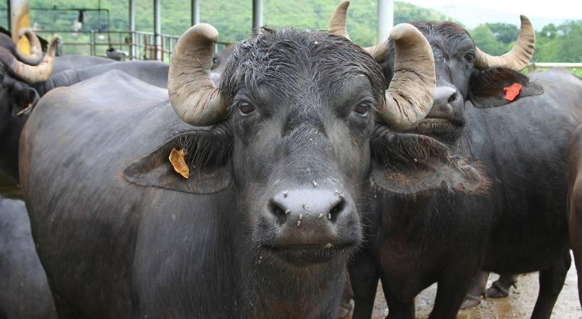 malappuram buffallo farm gets notice