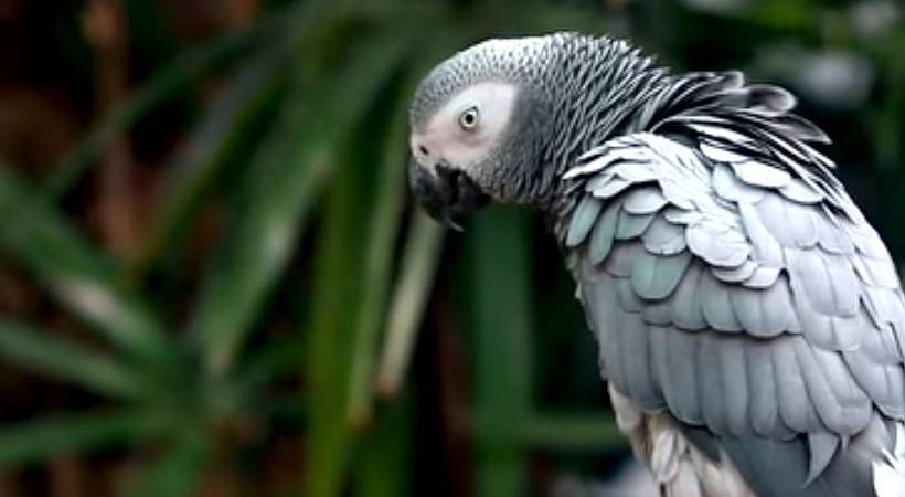 man gets 85000 for finding lost parrot