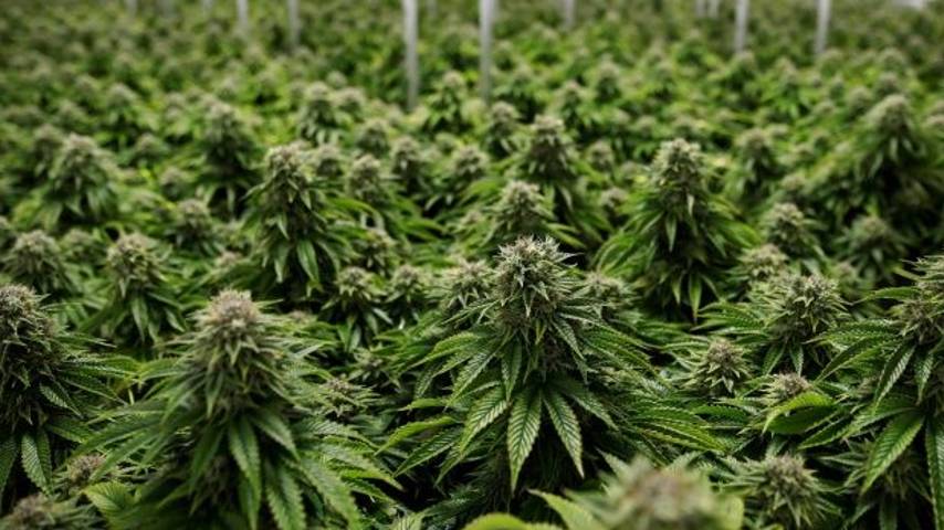Large ganja plantations in Maoist-controlled areas led by Malayalis
