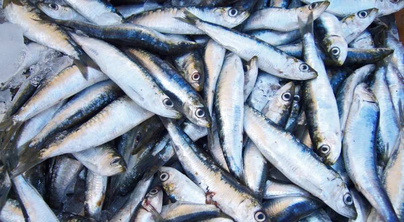 Big drop in availability of sardines