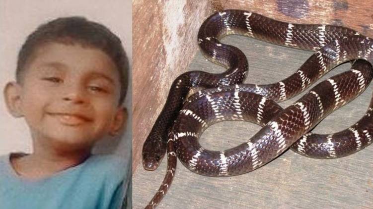child died after snake bite on nose