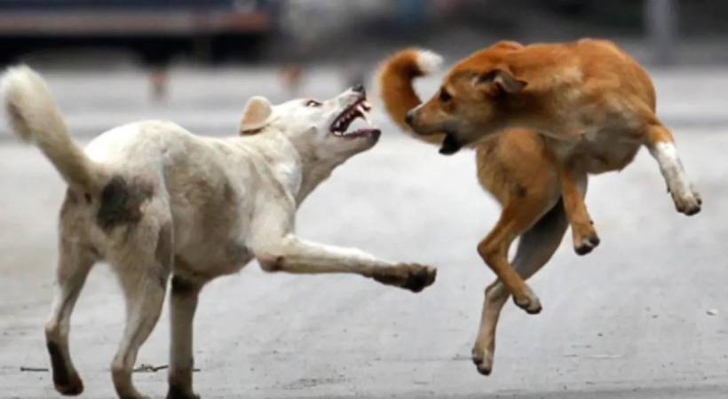 stray dog that bit 16 at nilambur confirmed rabies