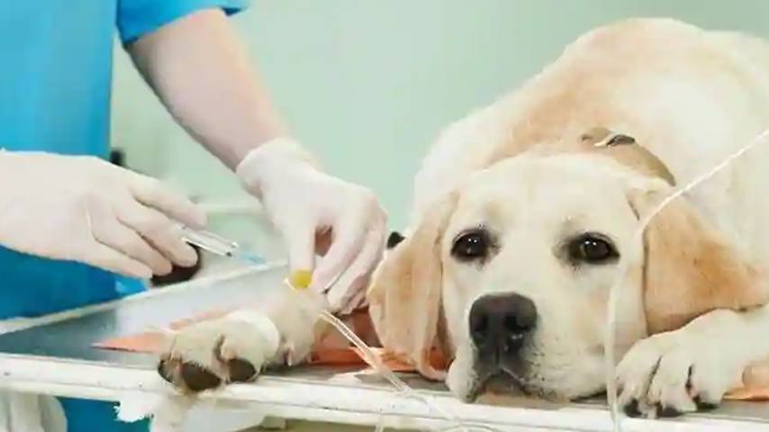 High-tech treatment for mammals