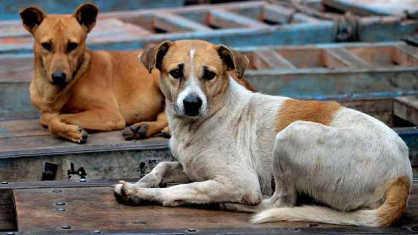 Bullets were found in the bodies of stray dogs
