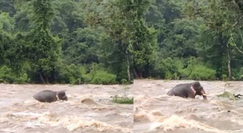Missing elephant in Athirappilly to be treated; AK Saseendran