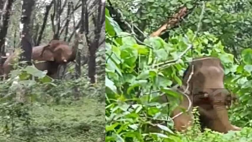 An injured elephant was found in the Athirappilly forest area