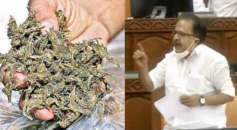 Ramesh Chennithala wants to amend India's cannabis law