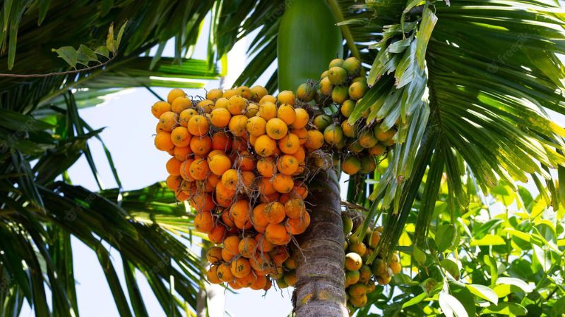 areca record rate in market